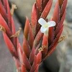 Tillandsia barrosoae