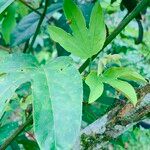 Passiflora platyloba Blad