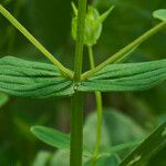 Hypericum tetrapterum Foglia