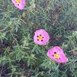 Cistus x purpureus Alkat (teljes növény)