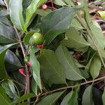 Nectandra umbrosa Fruit