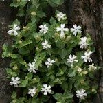 Silene cordifolia Habit