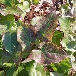 Epimedium perralderianum Leaf