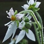 Saxifraga stolonifera Λουλούδι