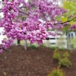 Cercis canadensis Blomma