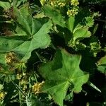 Alchemilla glabra Blad