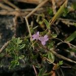 Thymus longicaulis 花