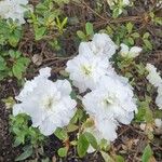 Rhododendron alabamense Цвят