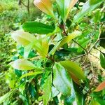 Syzygium aromaticum ᱥᱟᱠᱟᱢ