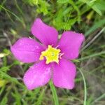 Sabatia campestris Flower