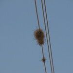 Tillandsia recurvata Habit