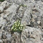 Saxifraga squarrosa Floare