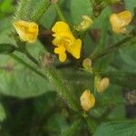 Vigna radiata Flower