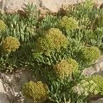 Crithmum maritimumFlower