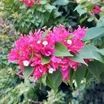 Bougainvillea glabraFlower