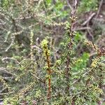 Adenostoma fasciculatum Hoja