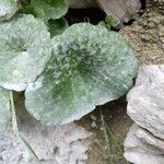 Umbilicus rupestris List