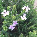 Acmadenia mundiana Other