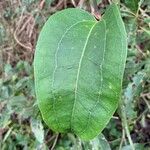 Smilax australis 葉