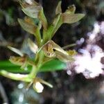 Bulbophyllum cylindrocarpum 花