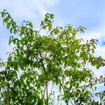 Lonicera involucrata Habitus