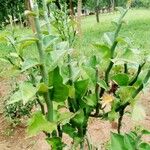 Euphorbia tithymaloides Blatt