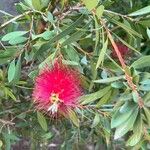 Melaleuca rugulosa Flower