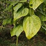 Catalpa speciosaLehti