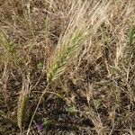 Dasypyrum villosum Fula
