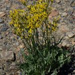 Crepis acuminata Habit