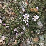 Petrorhagia saxifraga Flower