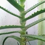 Aloe arborescens Levél