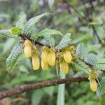 Agapetes incurvata Habitus