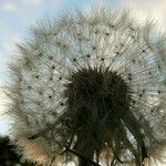 Taraxacum rubicundum Mbuma