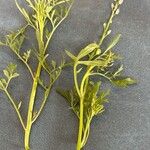 Lepidium sativumΛουλούδι