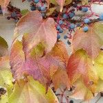 Parthenocissus tricuspidata Folla