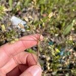 Holosteum umbellatum Owoc