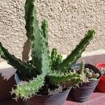 Echinocereus pentalophus Leaf