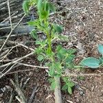 Trigonella foenum-graecum Листок