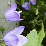 Campanula rhomboidalis Bloem