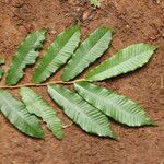 Parinari excelsa Folha
