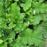 Arctium nemorosum Leaf