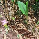 Curcuma aromatica Flower