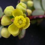 Berberis virescens