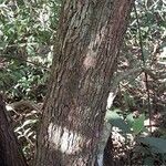 Chloroluma gonocarpa Lubje