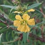 Heimia salicifolia Flower