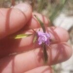 Galeopsis angustifoliaFlower