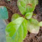 Amaranthus blitumLeaf