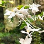 Calanthe triplicata Blüte