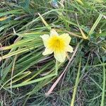Hemerocallis minor Flors
